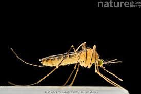 Attēlu rezultāti vaicājumam “Culex pipiens”