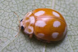 Attēlu rezultāti vaicājumam “Calvia decemguttata”