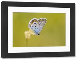 Attēlu rezultāti vaicājumam “Plebejus argus male”