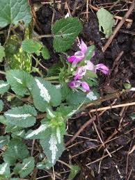 Attēlu rezultāti vaicājumam “Lamium maculatum”