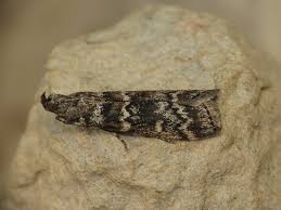 Attēlu rezultāti vaicājumam “Dioryctria abietella”