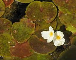 Attēlu rezultāti vaicājumam “xComagaria rosea”