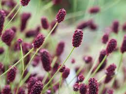 Image result for Sanguisorba officinalis