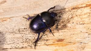 Attēlu rezultāti vaicājumam “Trypocopris vernalis”