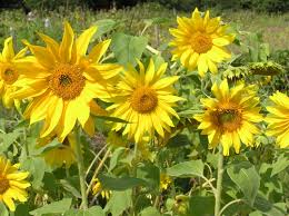 Image result for Helianthus annuus