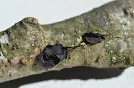 Attēlu rezultāti vaicājumam “Ionomidotis irregularis”