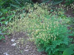 Attēlu rezultāti vaicājumam “Thalictrum minus”