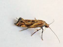 Attēlu rezultāti vaicājumam “Epermenia falciformis”