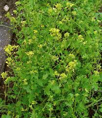 Attēlu rezultāti vaicājumam “Sinapis alba leaf”