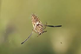 Attēlu rezultāti vaicājumam “Notonecta glauca”