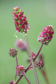Attēlu rezultāti vaicājumam “Sanguisorba officinalis leaf”