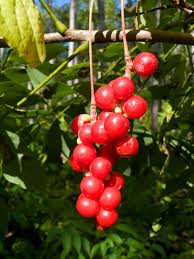 Attēlu rezultāti vaicājumam “Schisandra chinensis”