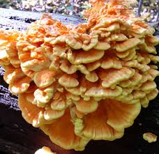 Attēlu rezultāti vaicājumam “Laetiporus sulphureus”