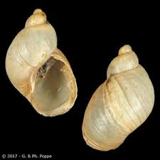 Attēlu rezultāti vaicājumam “Succinea”