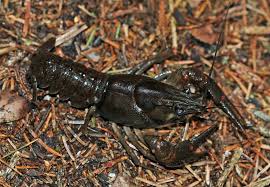 Attēlu rezultāti vaicājumam “Astacus astacus”