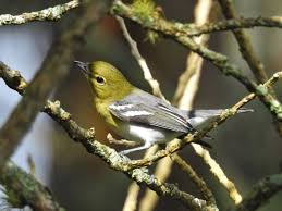 Image result for Vireo flavifrons