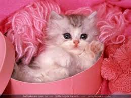 http://t0.gstatic.com/images?q=tbn:ANd9GcTn2R_bPVSs0D4jF_DB2aahQf752oh79qnYVWy2tMbBzqg0VXB-gw
