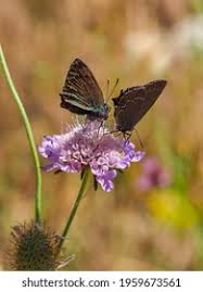 Attēlu rezultāti vaicājumam “Satyrium pruni underside”
