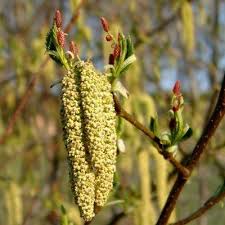 Attēlu rezultāti vaicājumam “Alnus incana female flower”