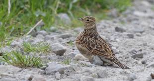 Attēlu rezultāti vaicājumam “Alauda arvensis adult”