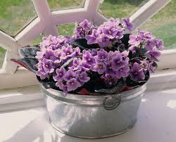 Image result for Saintpaulia ionantha Culitvar