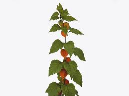 Attēlu rezultāti vaicājumam “Physalis alkekengi”