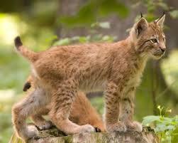 Attēlu rezultāti vaicājumam “Lynx lynx”