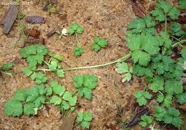 Attēlu rezultāti vaicājumam “Ranunculus repens leaf”