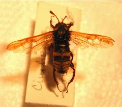 Attēlu rezultāti vaicājumam “Cimbicidae”