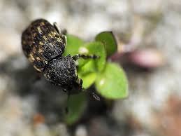Attēlu rezultāti vaicājumam “Anthribus nebulosus”