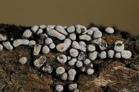 Attēlu rezultāti vaicājumam “Badhamia affinis var. microspora”