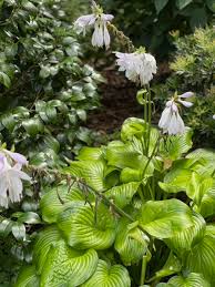 Attēlu rezultāti vaicājumam “Hosta sp. flower”