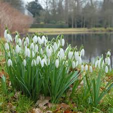 Attēlu rezultāti vaicājumam “Galanthus nivalis”