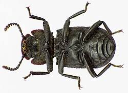 Attēlu rezultāti vaicājumam “Bolitophagus reticulatus imago”