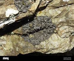 Attēlu rezultāti vaicājumam “Collema flaccidum”