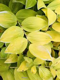 Attēlu rezultāti vaicājumam “Polygonatum odoratum leaf”