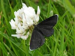 Attēlu rezultāti vaicājumam “Odezia atrata”