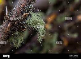 Attēlu rezultāti vaicājumam “Usnea filipendula”