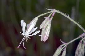Attēlu rezultāti vaicājumam “Silene nutans flower”