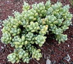 Attēlu rezultāti vaicājumam “Crassulaceae”