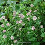 Image result for Astrantia majon `Abbey Road`