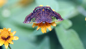 Attēlu rezultāti vaicājumam “Riodinidae”