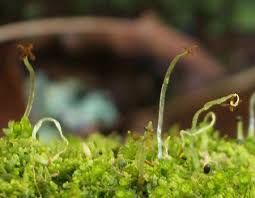 Attēlu rezultāti vaicājumam “Marchantiopsida”