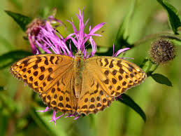 Attēlu rezultāti vaicājumam “Argynnis paphia female”