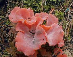 Attēlu rezultāti vaicājumam “Tremiscus helvelloides”