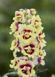 Image result for Antirrhinum majus
