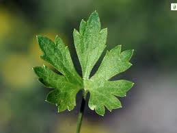 Attēlu rezultāti vaicājumam “Ranunculus auricomus leaf”