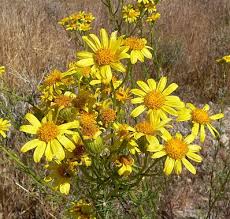 Attēlu rezultāti vaicājumam “Symphytocarpus flaccidus young”