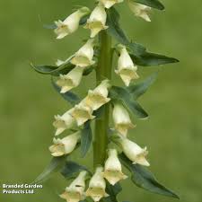Image result for Digitalis lutea