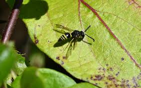 Attēlu rezultāti vaicājumam “Ancistrocerus sp. male”